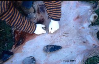 Hide scraping using palaeolithic stone tools. Courtesy of dr.Winton, University of Oxford.