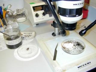 A microscope set up to examine macro fossil samples. Photo courtesy of Jacqui Huntley, University of Durham.