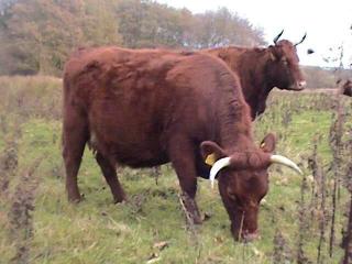 Dexter cattle reared at the site today